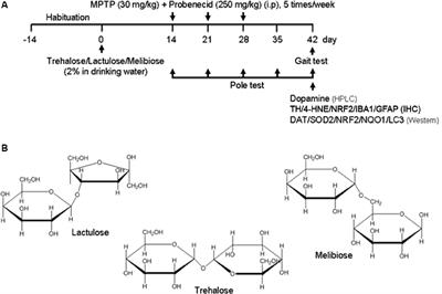 Lactulose and Melibiose Attenuate MPTP-Induced Parkinson’s Disease in Mice by Inhibition of Oxidative Stress, Reduction of Neuroinflammation and Up-Regulation of Autophagy